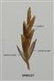  Spikelets (5-flowered)